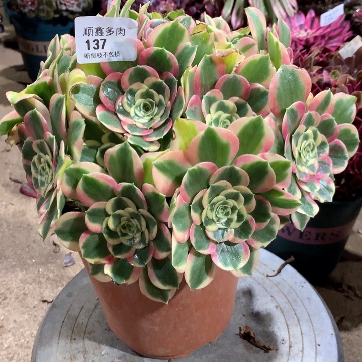 137白凤多肉植物