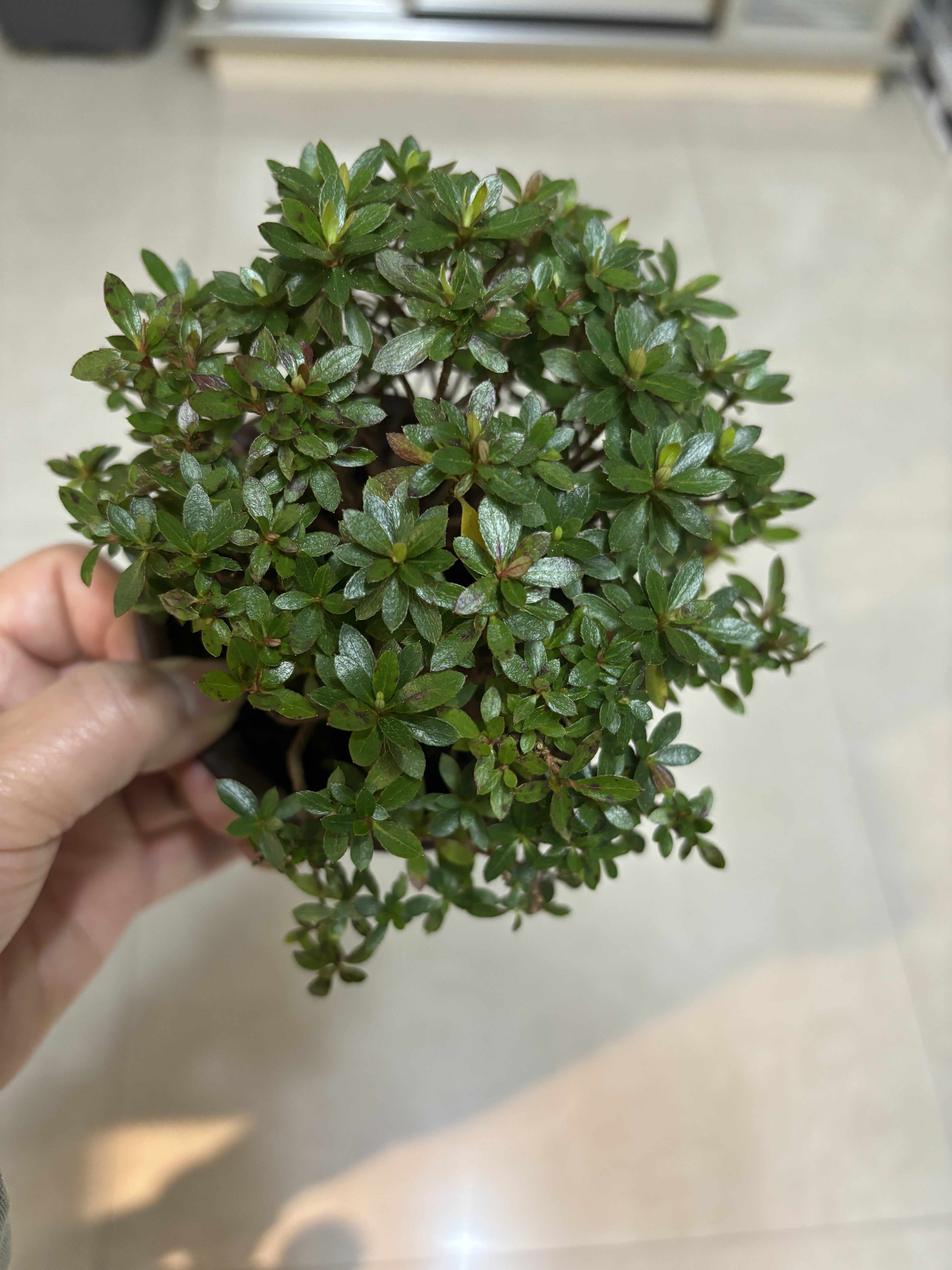苔藓盆景素材  小叶早已女杜鹃中盆
