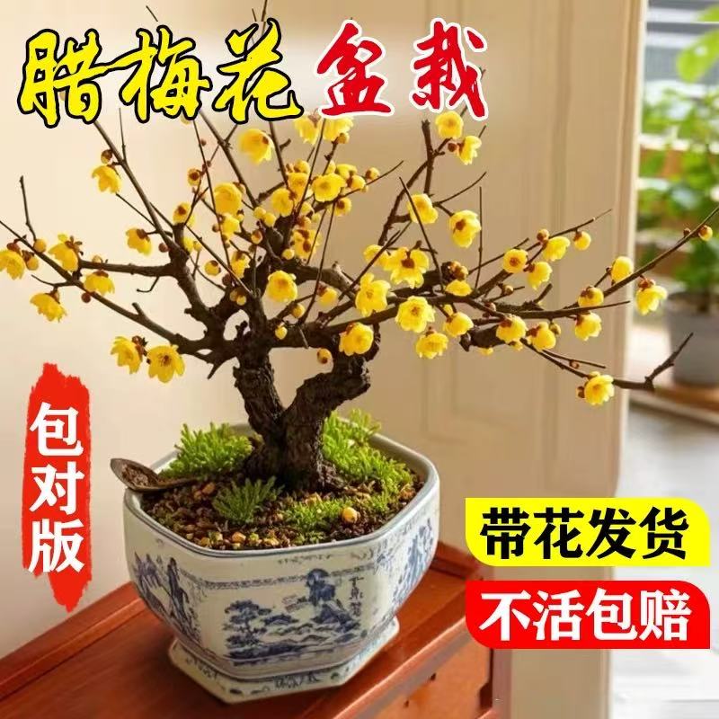 808浓香型腊梅盆栽耐寒超长花期适合南北家居带花苞种植