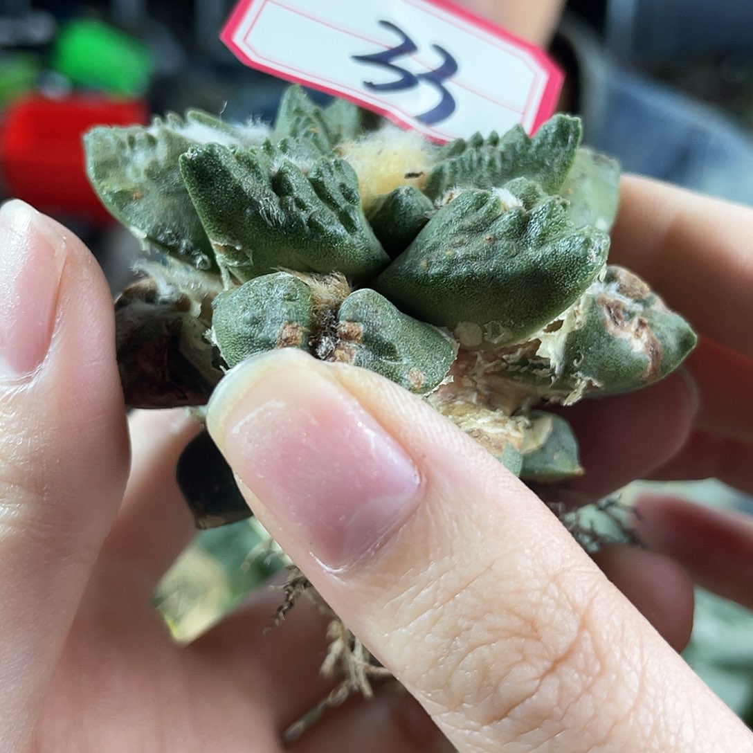 33号战损龙龟自根