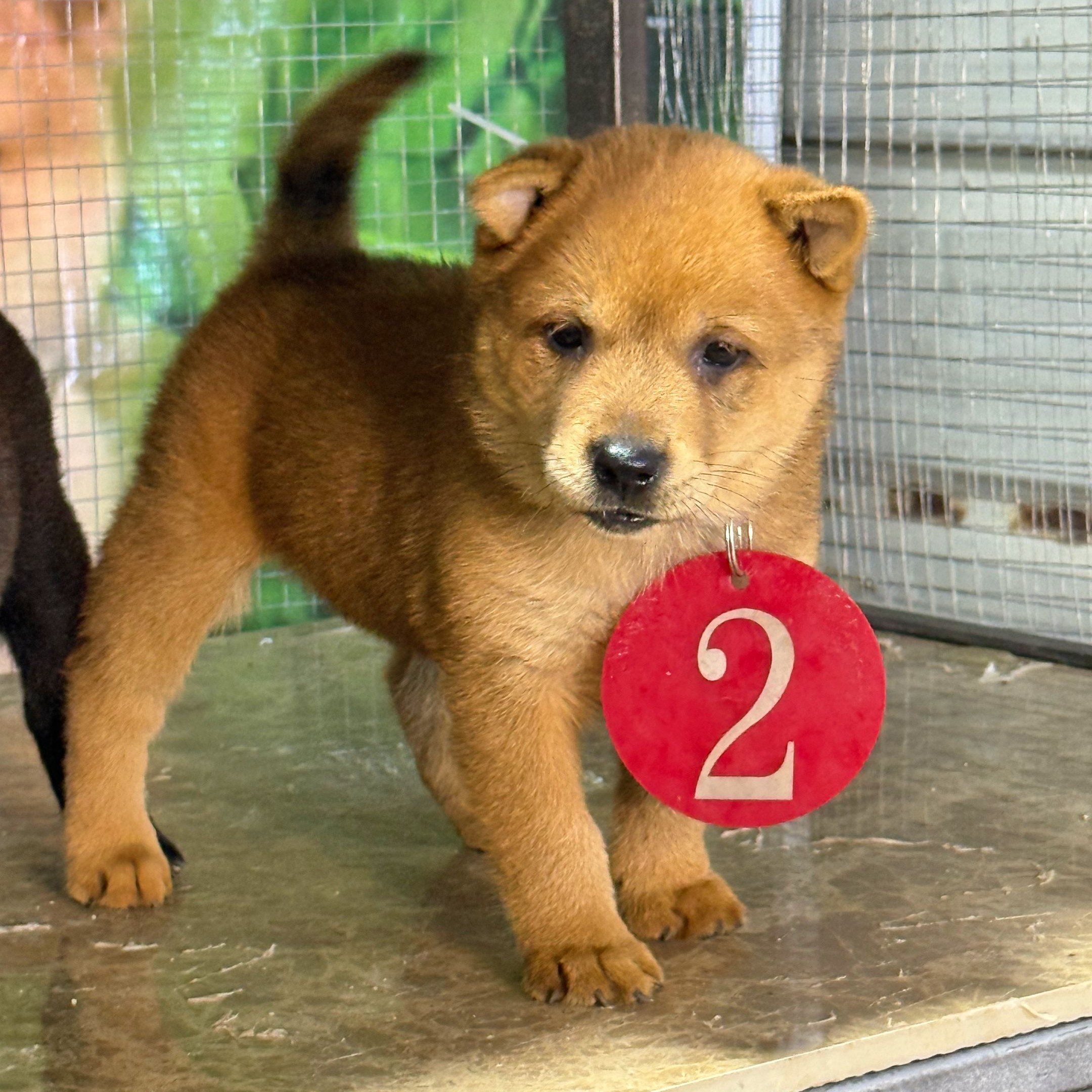 中华田园犬咨询客服后下单