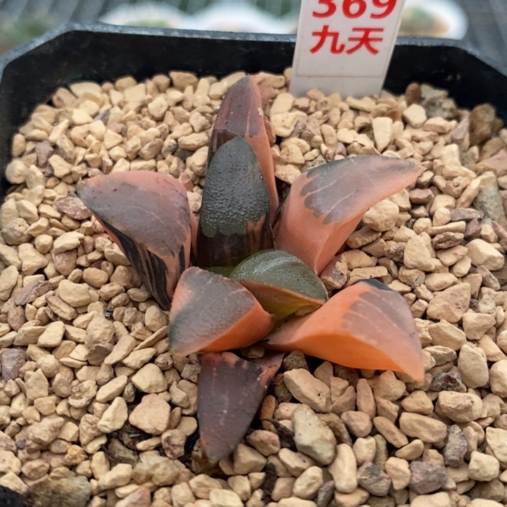 369号丘比特锦多肉植物