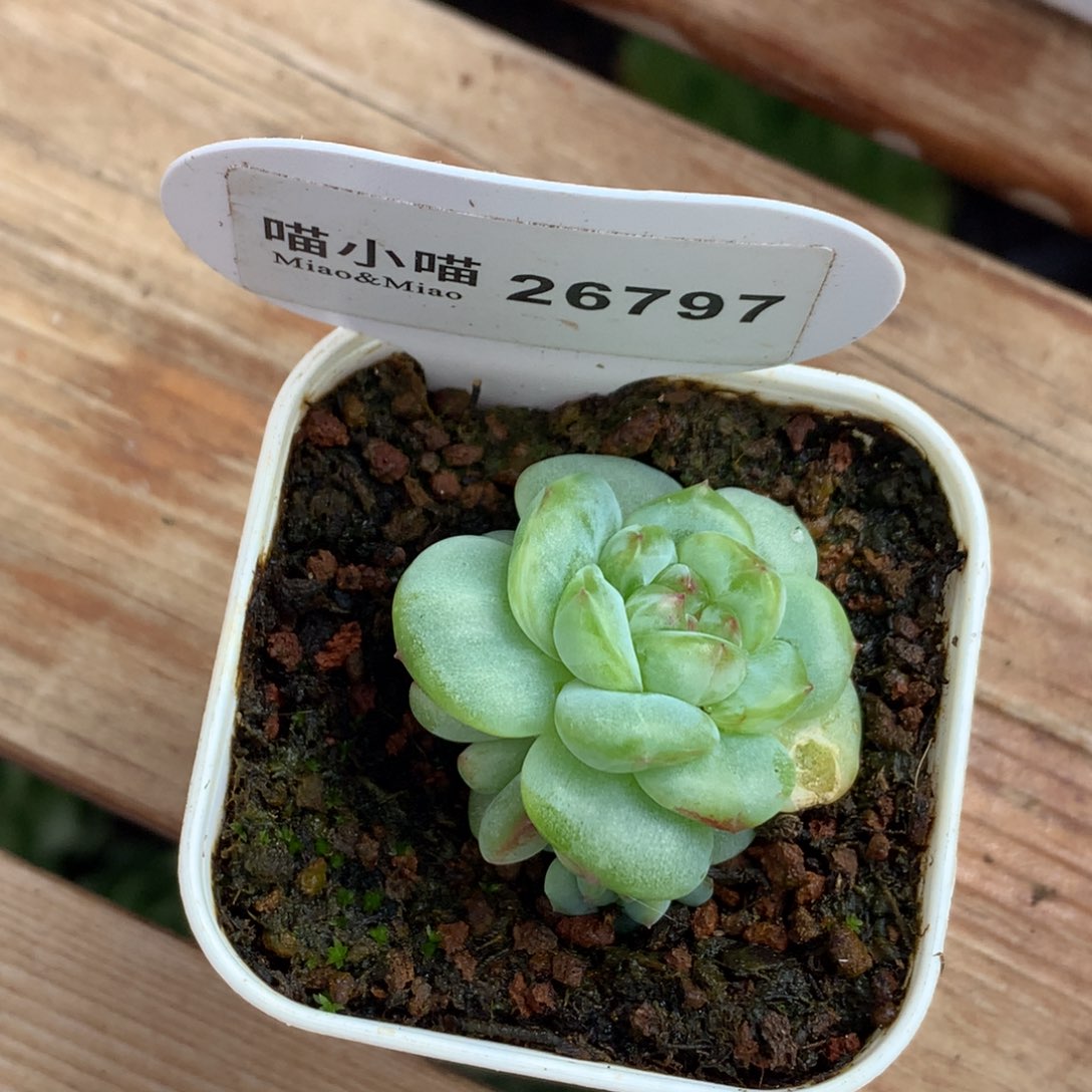 *****多肉植物杂交珍妮