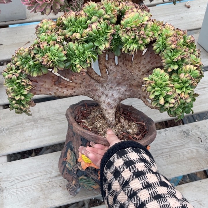 多肉的鱼也太美吧打起来很