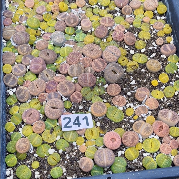 241 生石花一物一图如图带盆