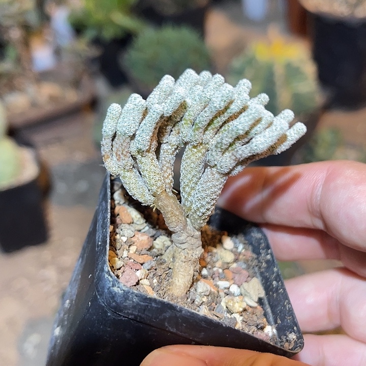 无花朵迷你牧师一物一拍下单包邮