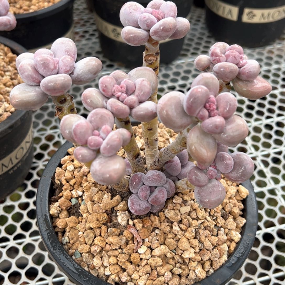 日系奶酪多肉植物