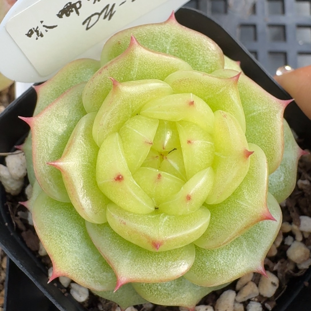 0906-073-玉玲珑单头