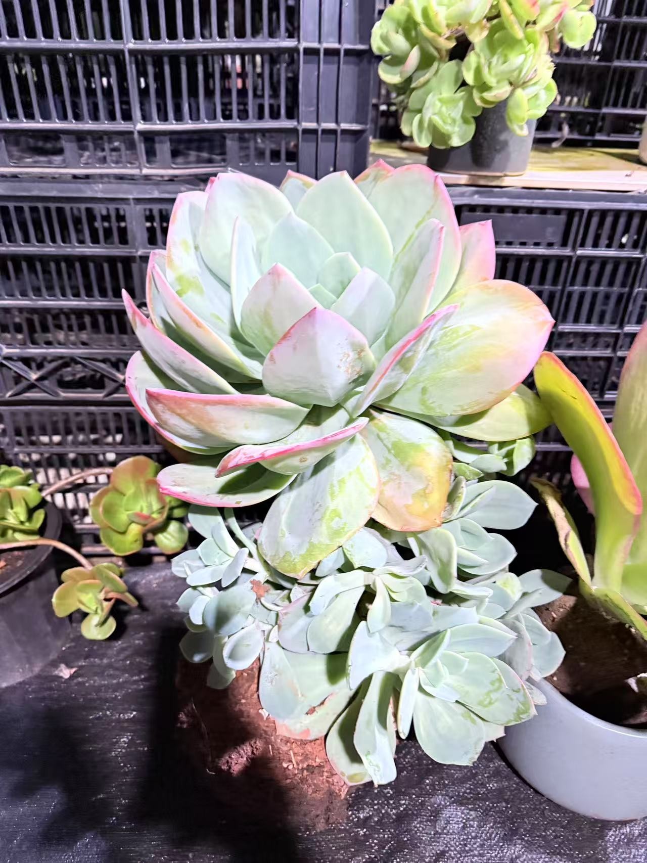精品多肉    大血凤