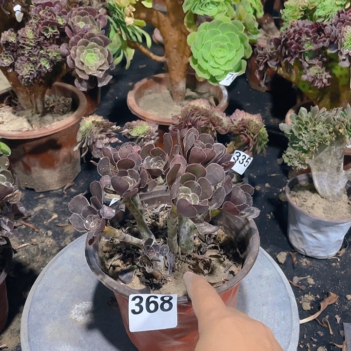 368灰法师缀朵朵丛林