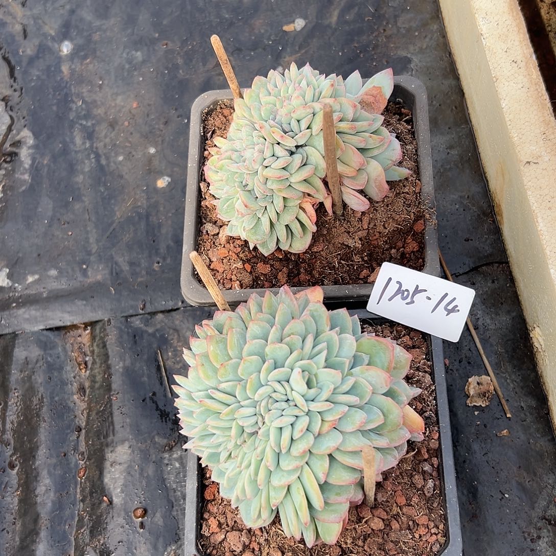 珊***珊1205+14泡芙缀组合2颗