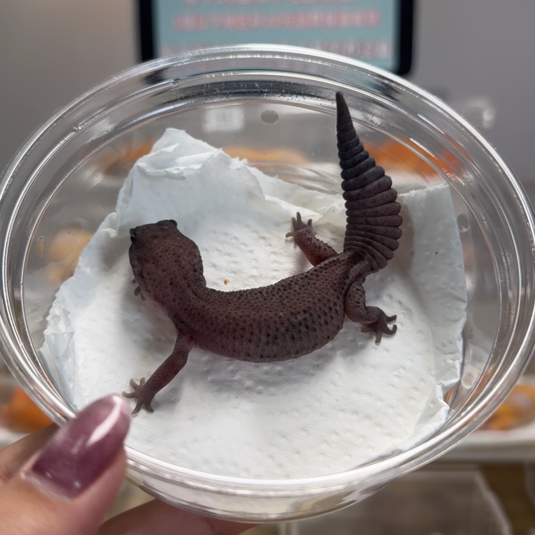 肥尾守宫奥利奥无纹妹妹