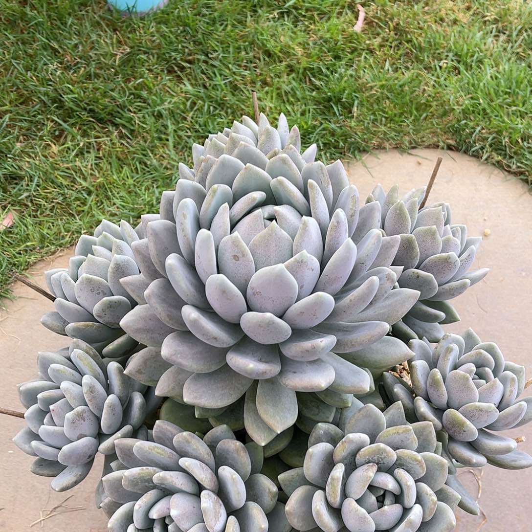 月***面多肉植物多肉植物