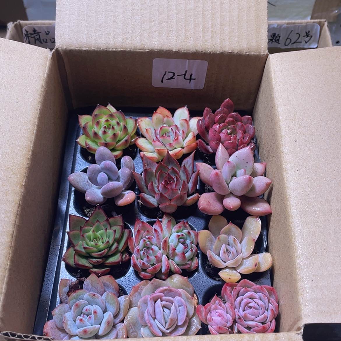 【闪购商品】12颗-4号约3-5厘米