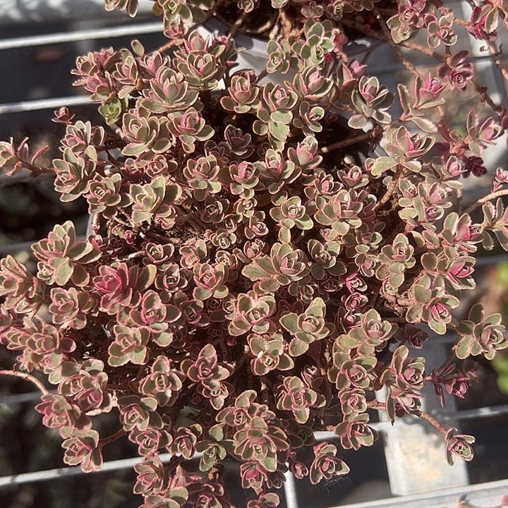 小球玫瑰锦多肉植物