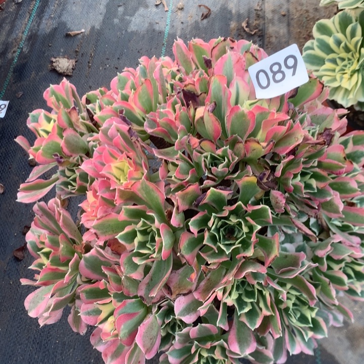 089白凤多多肉植物