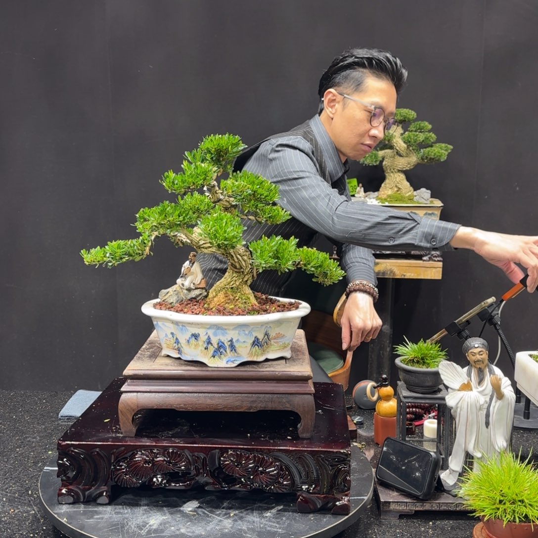以实际为准黄杨室内室外盆景艺术