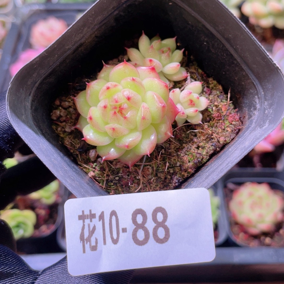 花利美10-88海王群