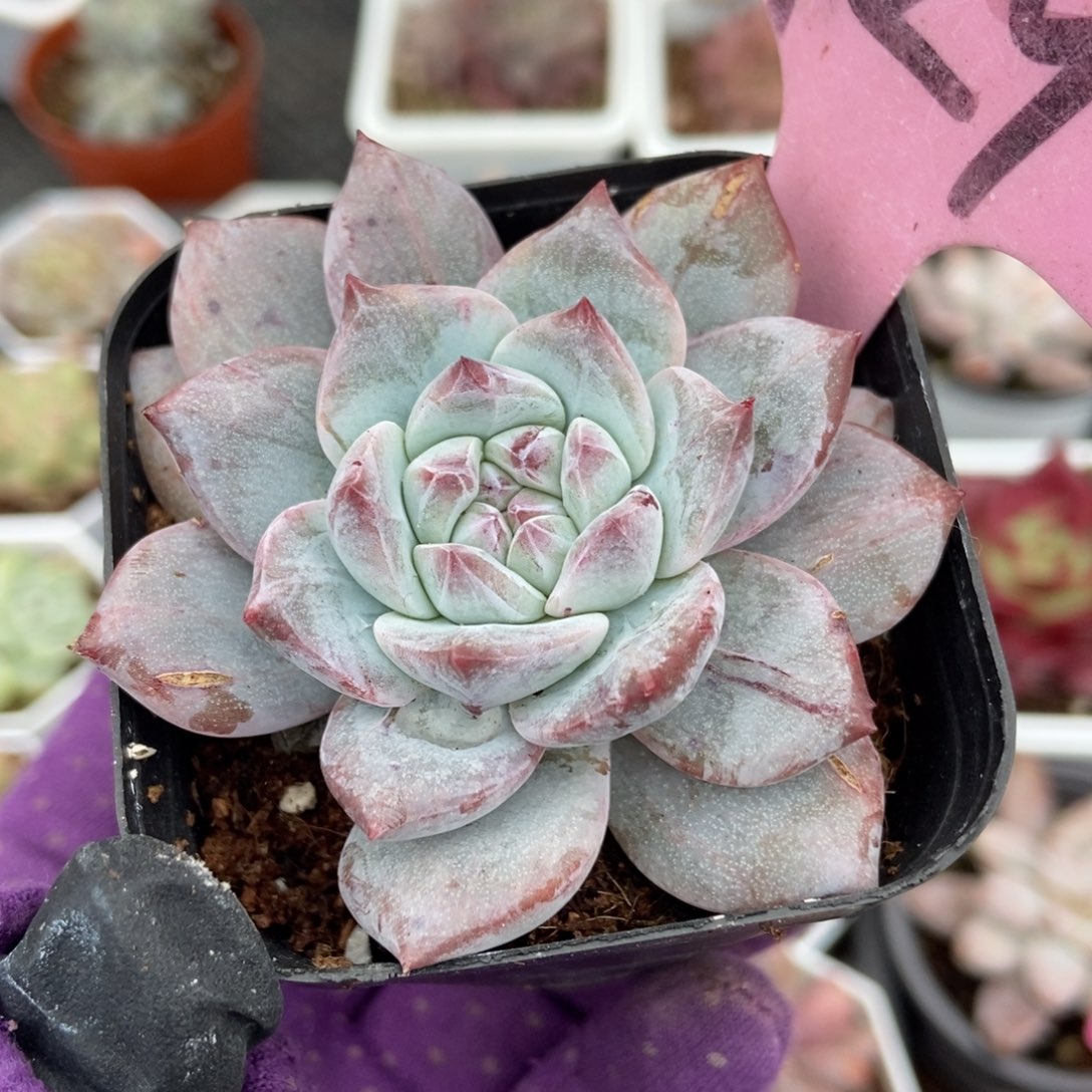 929粉蓝鸟石化多肉植物