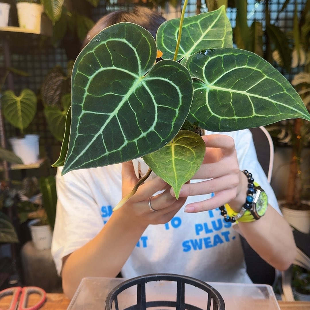 啧***-完全开放一物一拍A188