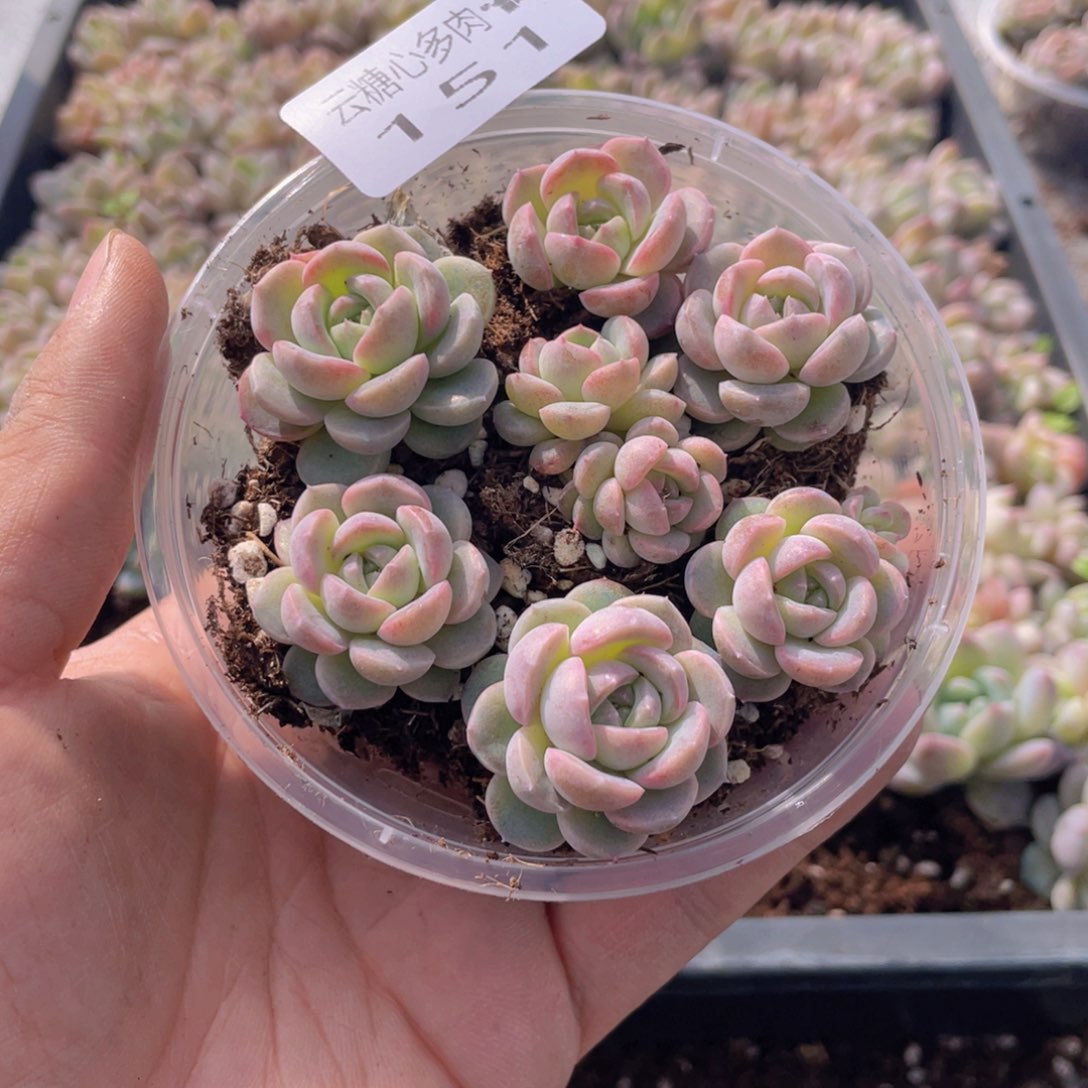 云糖心多肉植物151