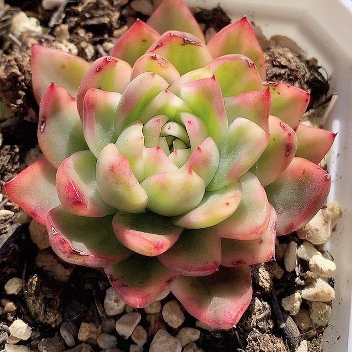 南塔锦一物一拍，