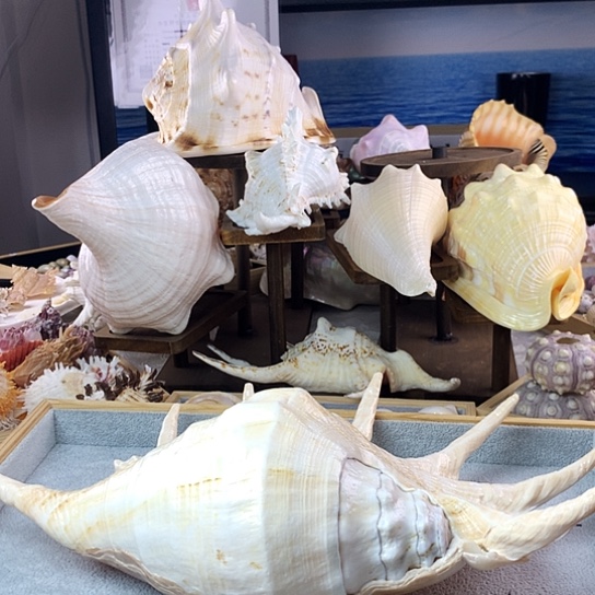 贝壳手串/手链贝壳