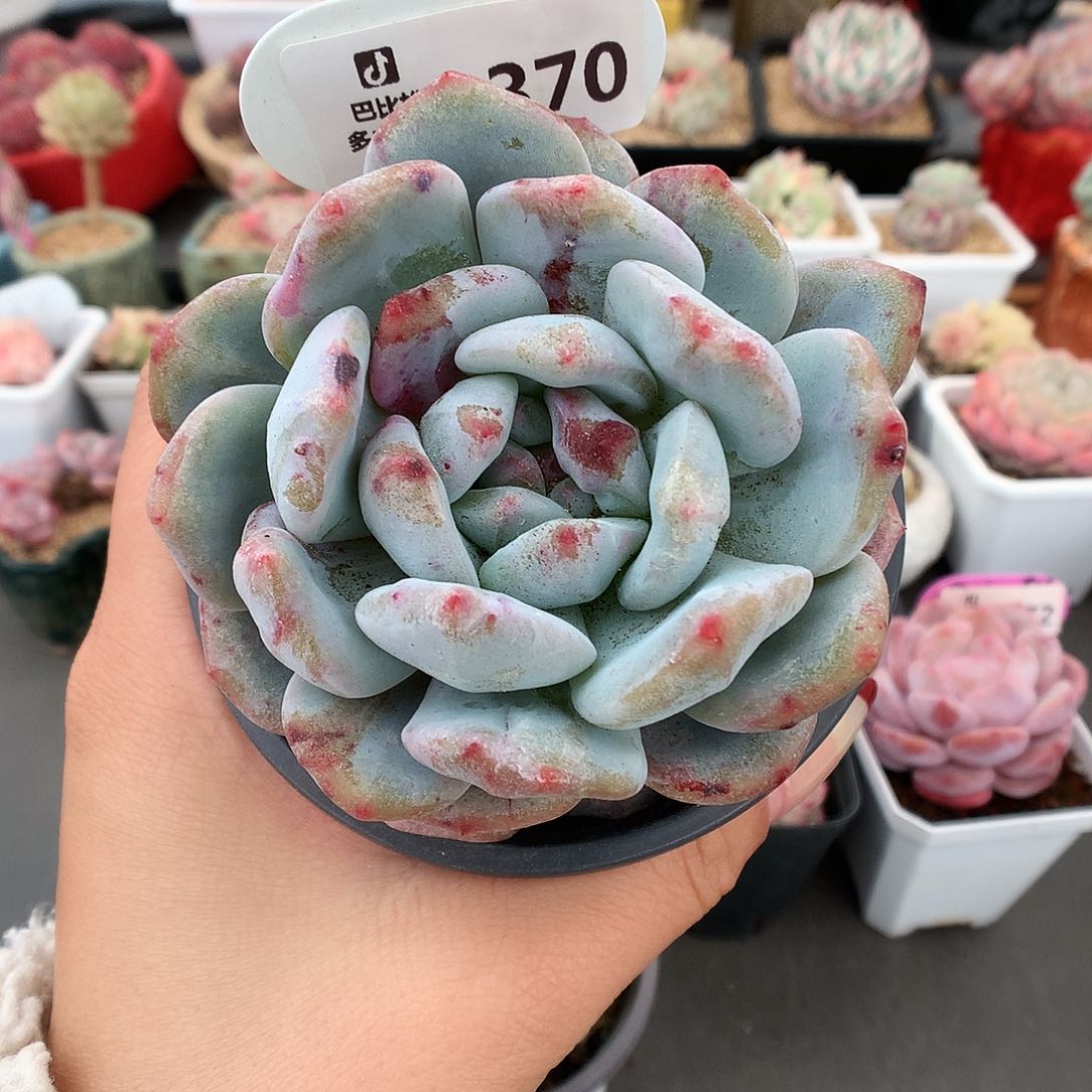 370梦露石化多肉植物