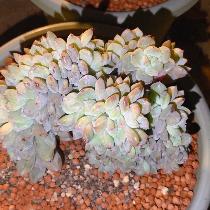 【闪购商品】桐***711111111