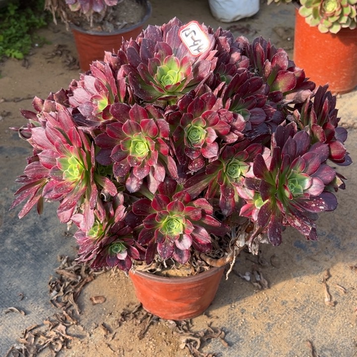 15-94安娜多肉植物