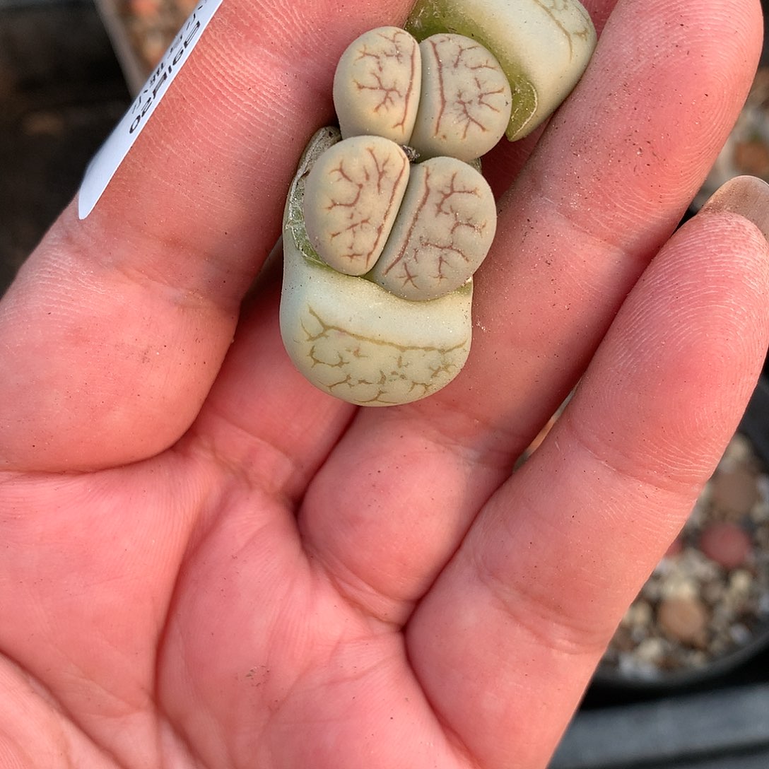 歆**愿K658多肉植物保护研究所