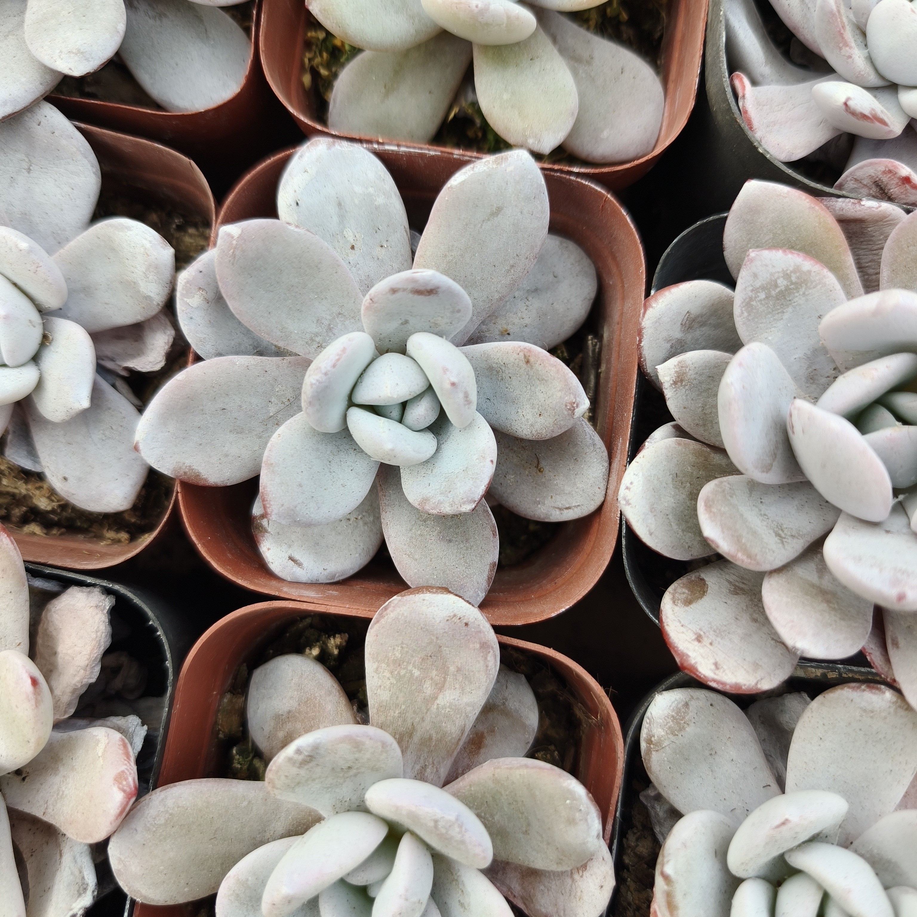 【满10米包邮】雪莲多肉植物办公室阳台绿植盆栽净化空气