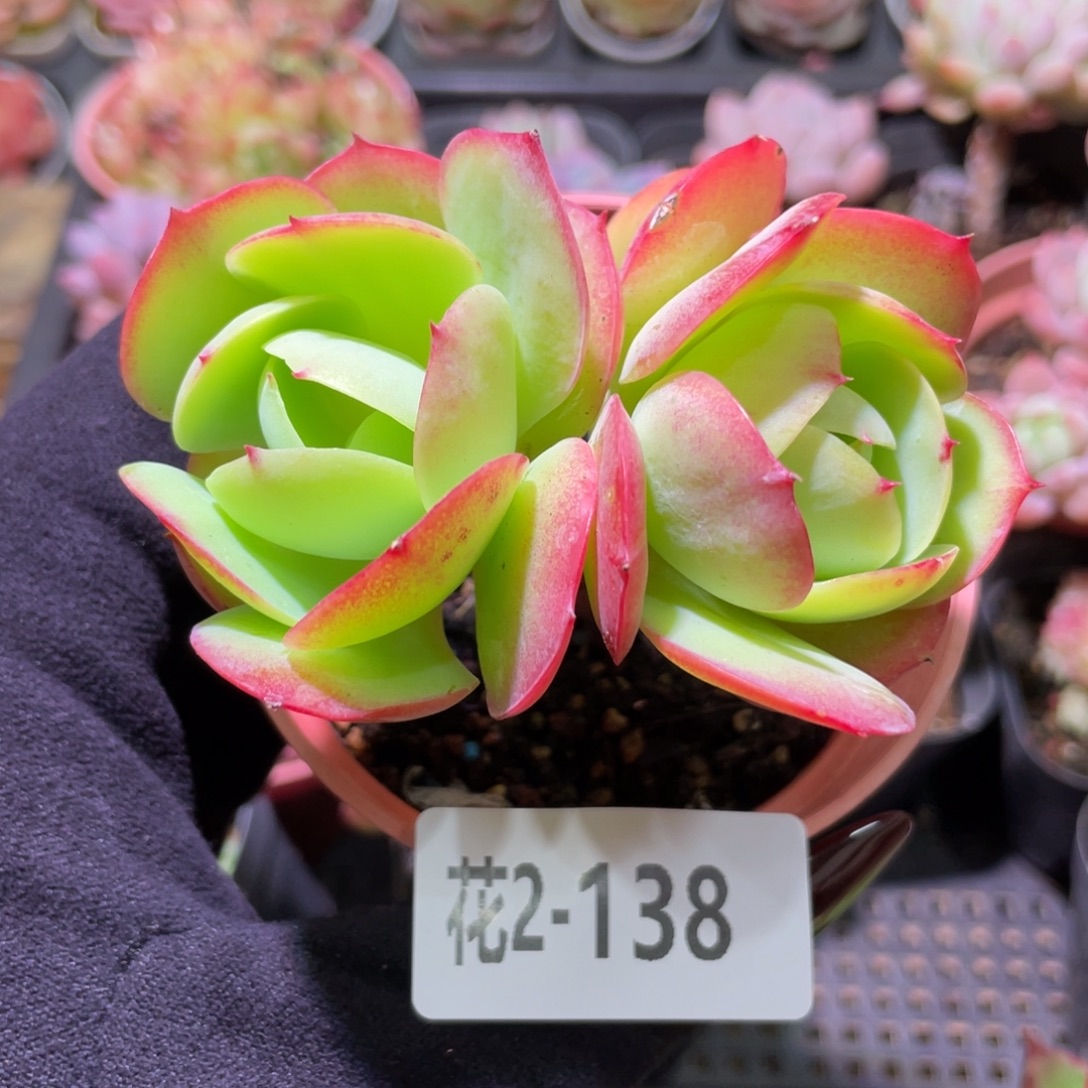 花利美2-138桃花石