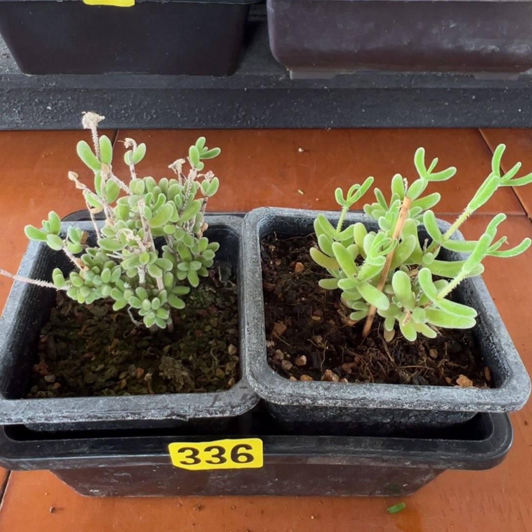 枝干番杏多肉植物336