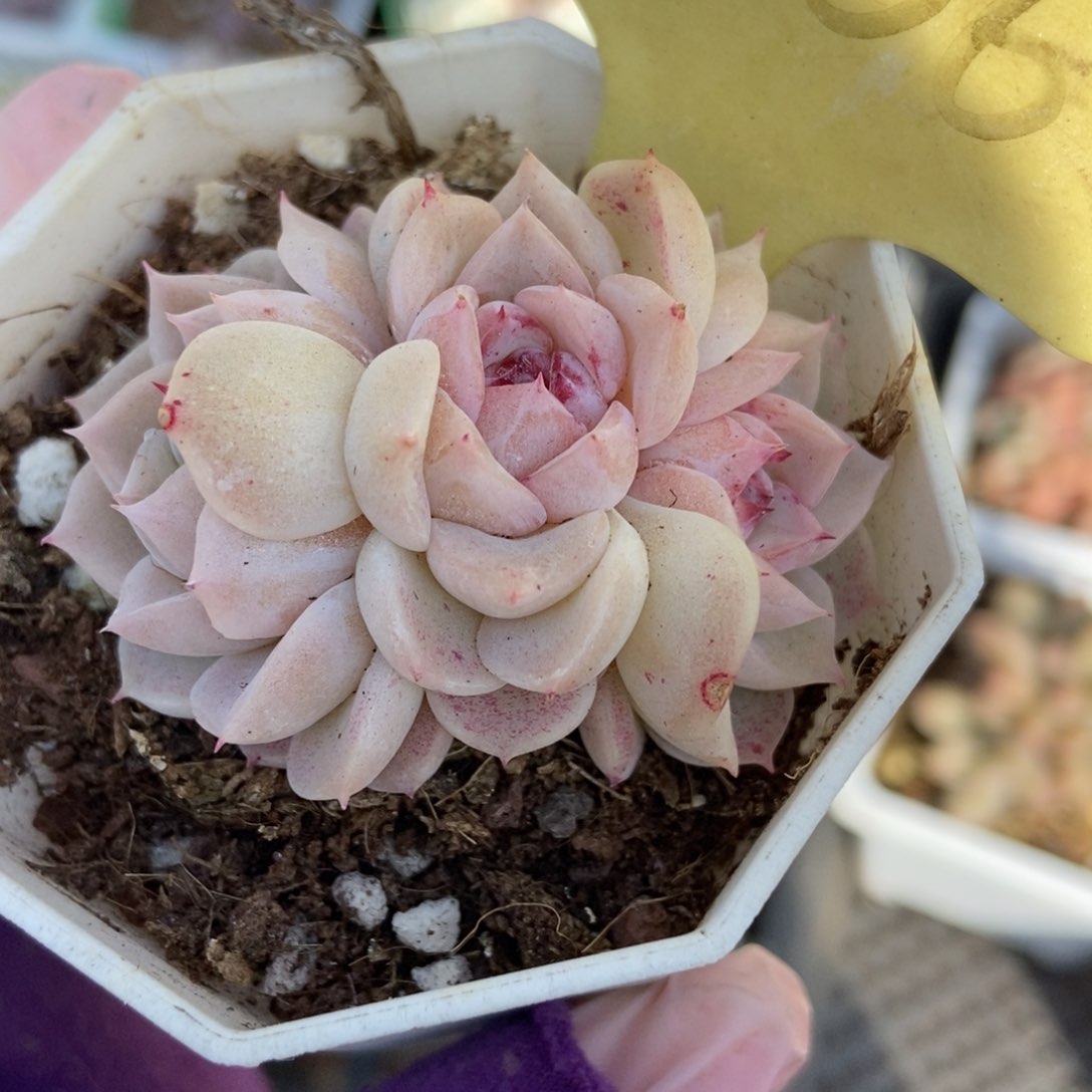 2066天鹅绒多肉植物保护