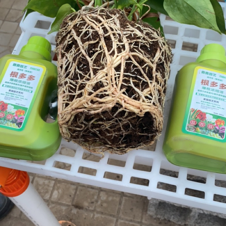 根多多生根壮根适用于绿萝富贵竹等多种绿植盆栽