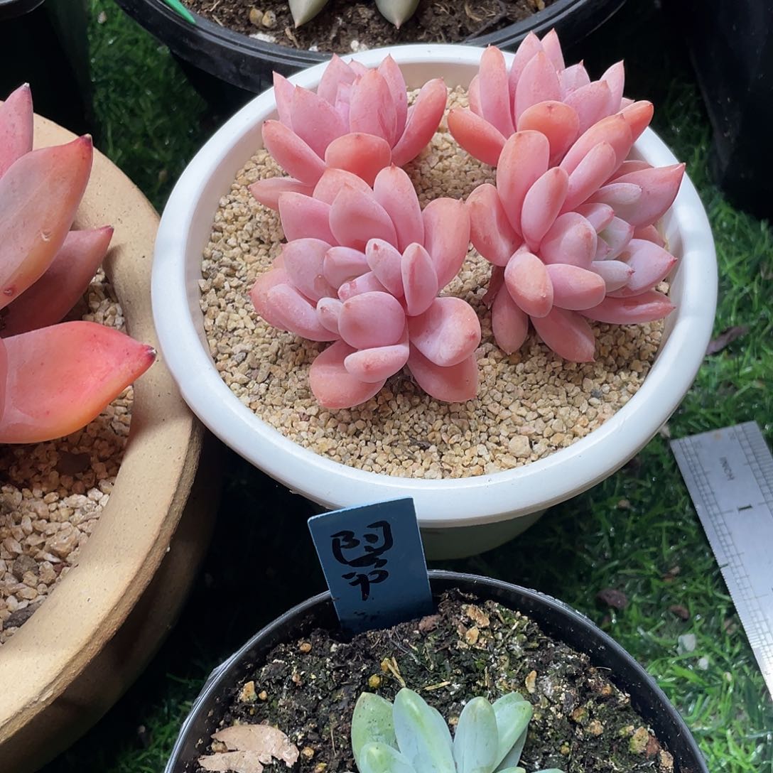 多肉植物的生长发育与生长