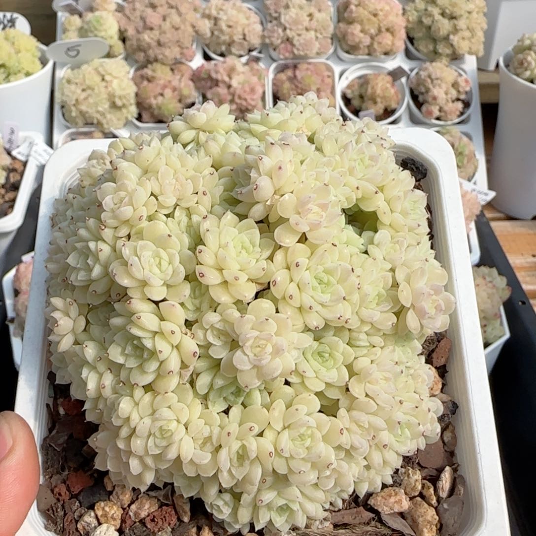 【闪购商品】0217-118母本花朵麦杆