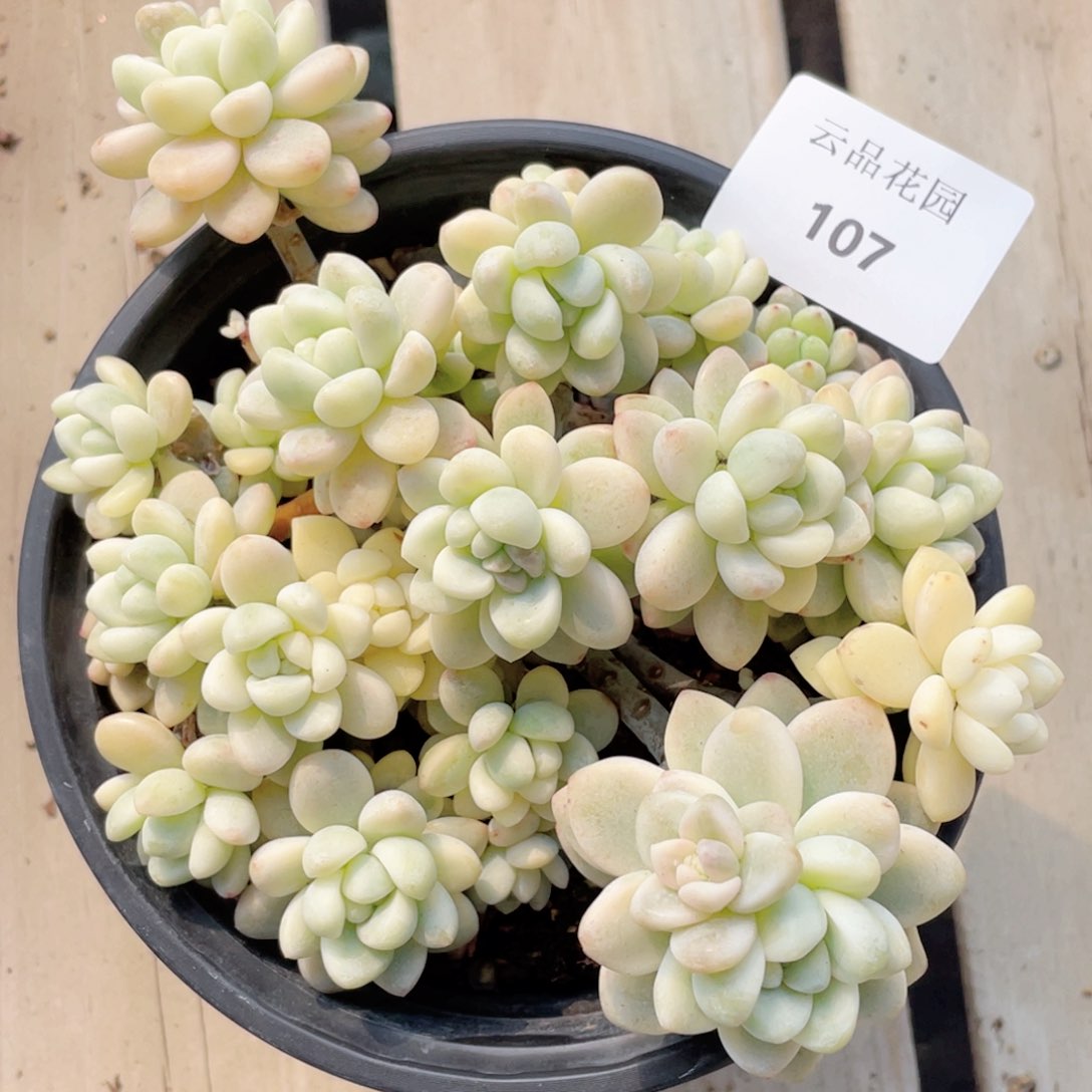 107号糖心冰心珍妮 劳尔锦