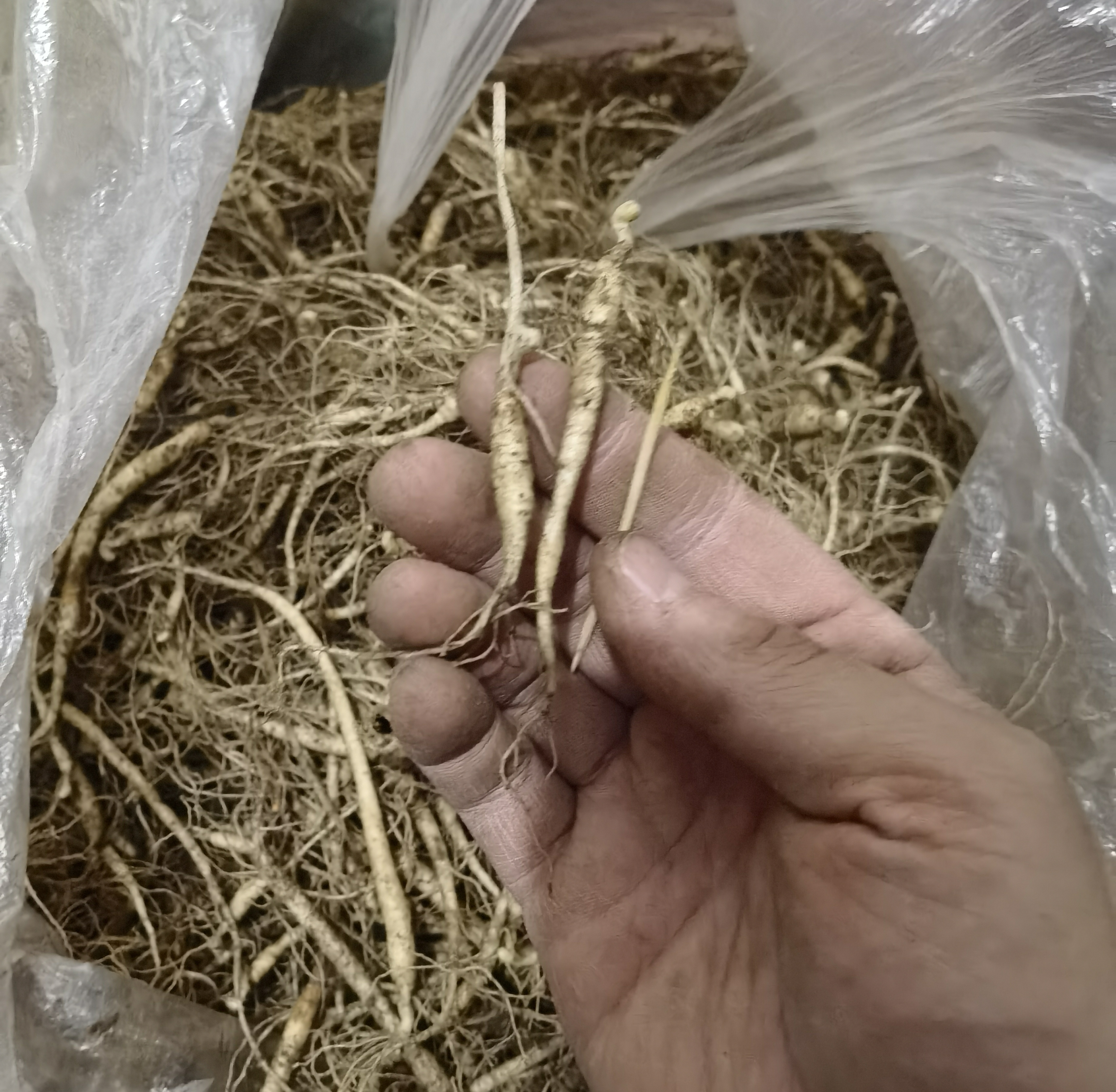 林下参小牙签。直播间选款，介意小勿拍！