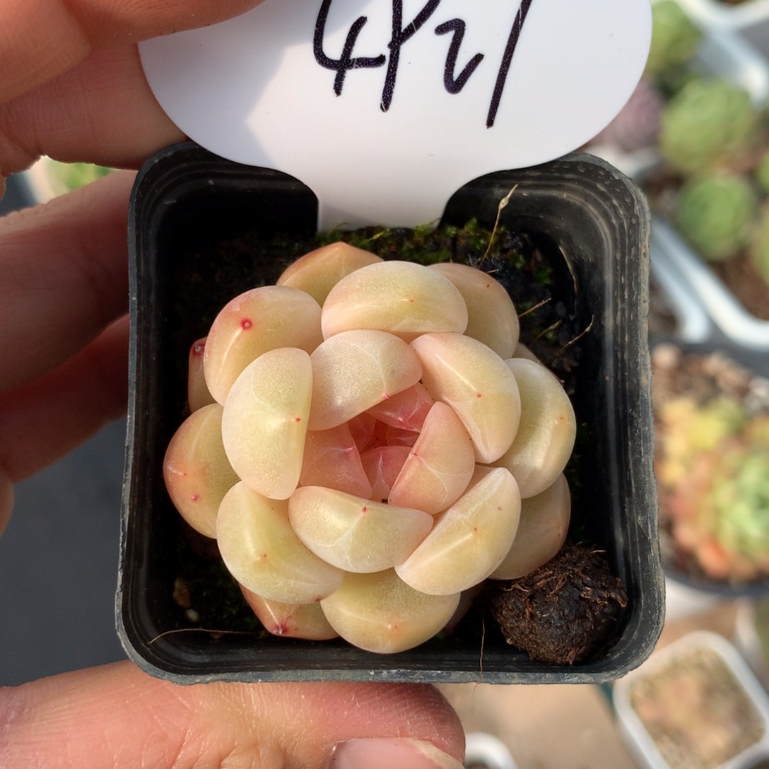 若梦珍妮单头4927