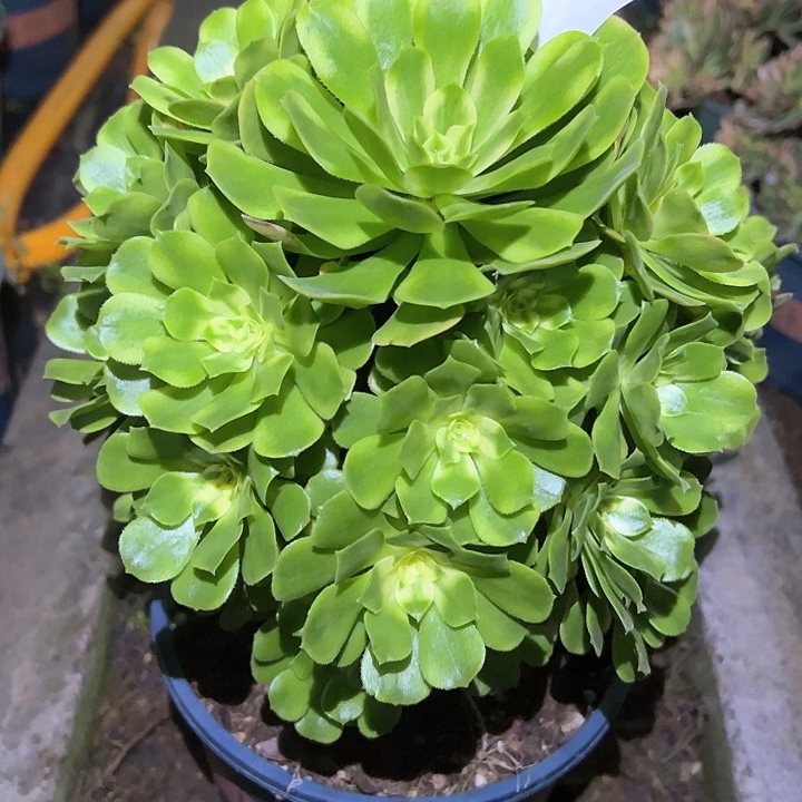 0373辛尼亚多肉植物