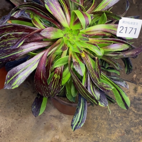 水墨丹青多肉2171