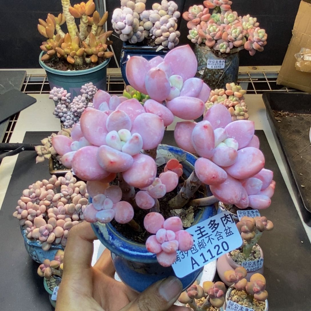 120樱花洛神多肉8cm