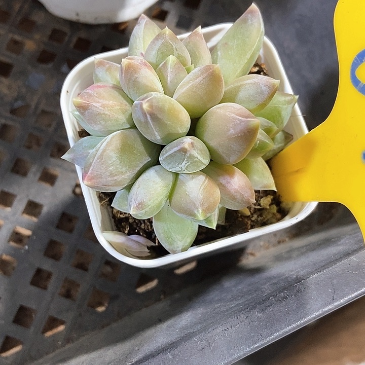 喃**语多肉植物640duo r q