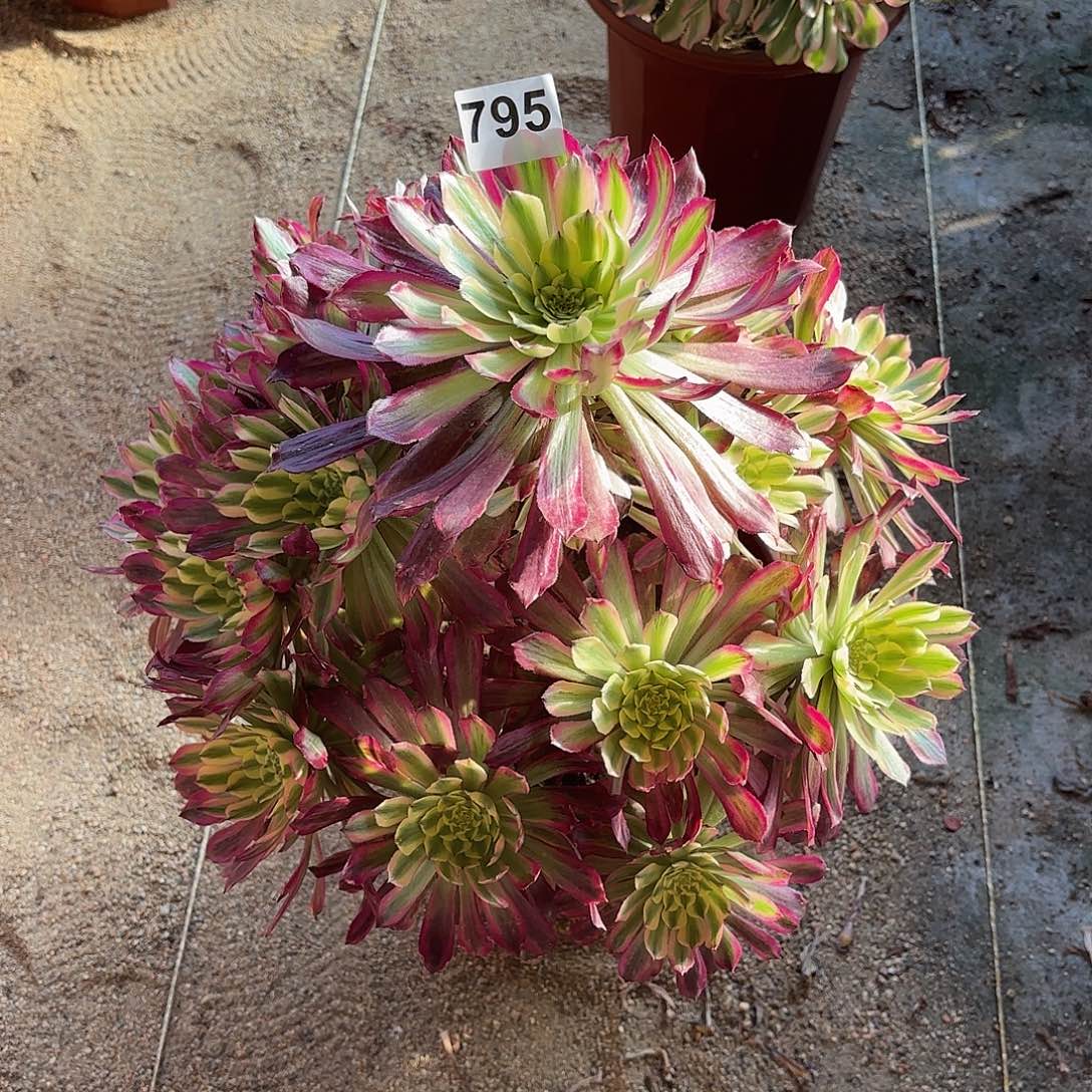 多肉法师紫薇795