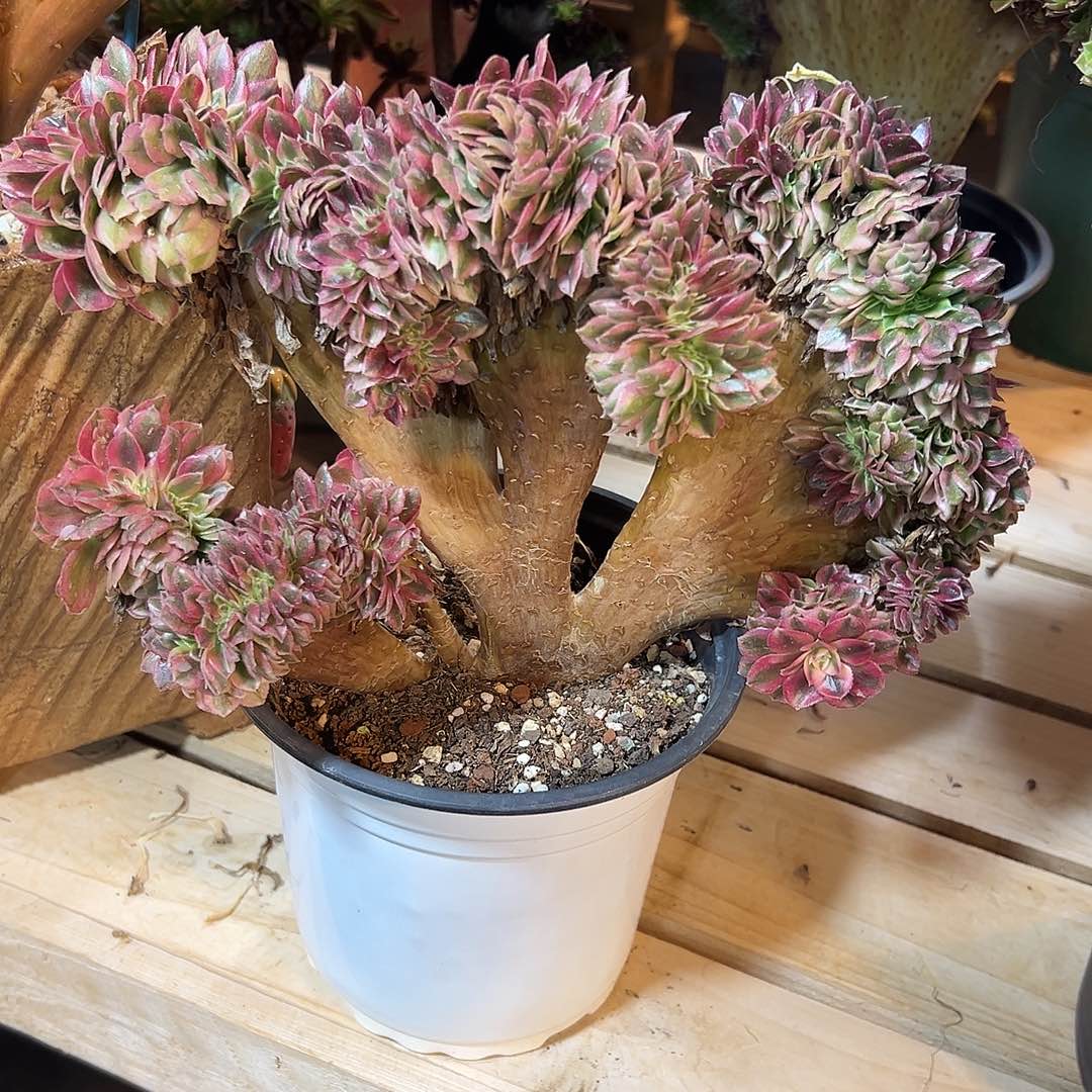 倾城缀化老桩厚板朵缀