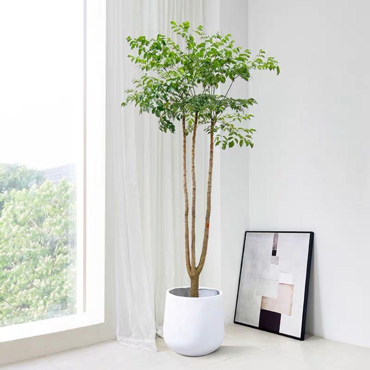 原生老桩幌伞枫好养不掉叶