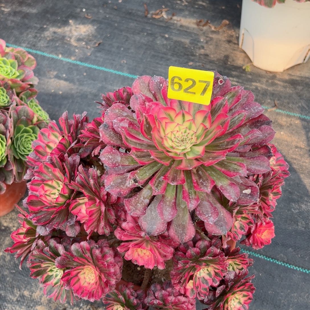 627红铜白法师多肉