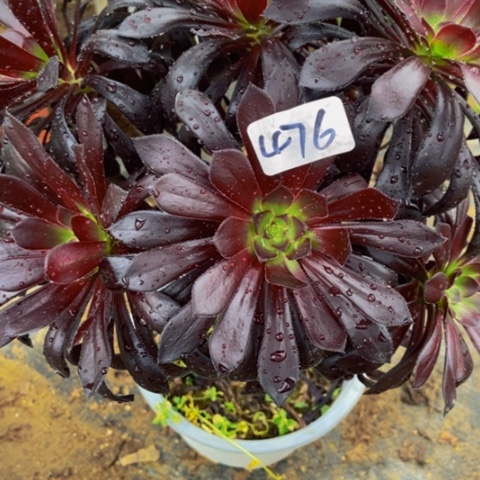 魔法师多肉植物476多肉不包断